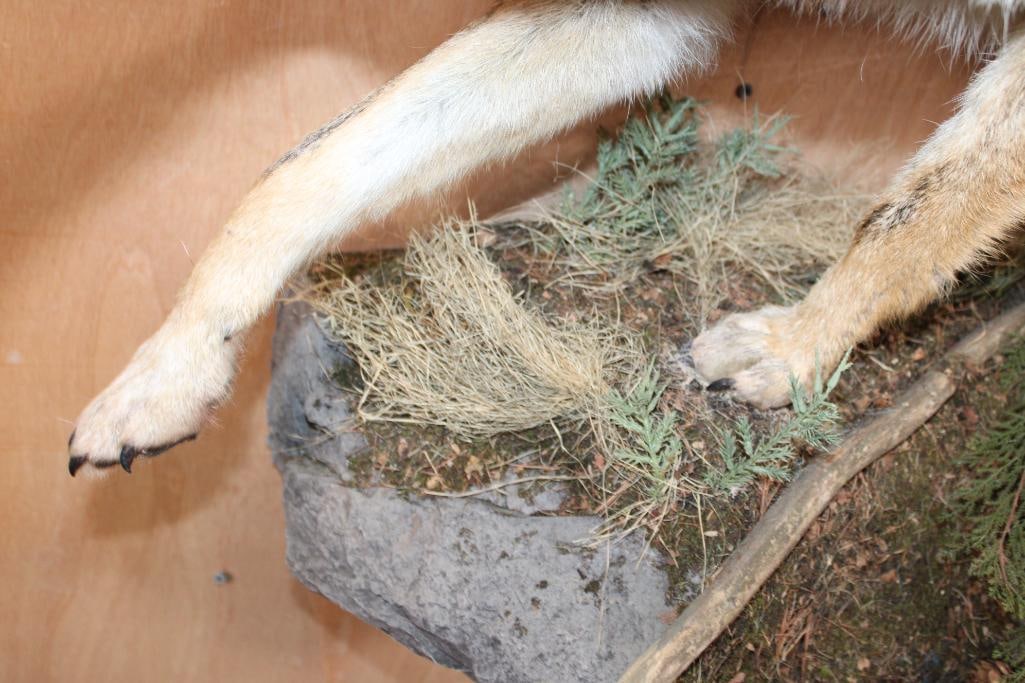 Life-sized COYOTE on a Decorative Rock Wall Hanging Base - 5
