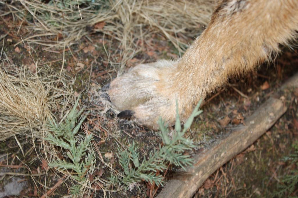 Life-sized COYOTE on a Decorative Rock Wall Hanging Base - 6