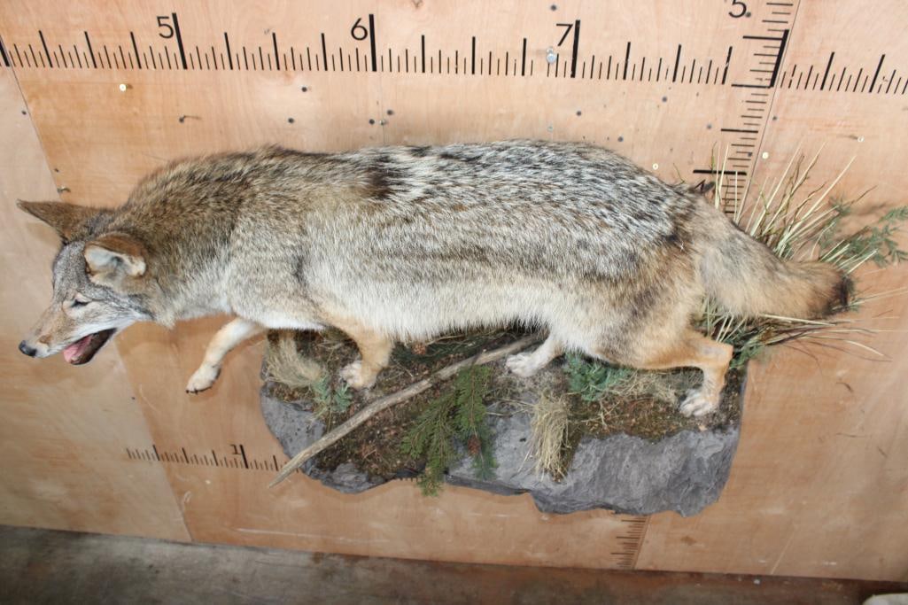 Life-sized COYOTE on a Decorative Rock Wall Hanging Base - 9