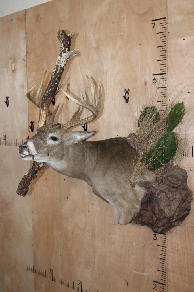 Unique 9-Point WHITETAIL DEER "Buck Rub" Pedestal Mount - 2