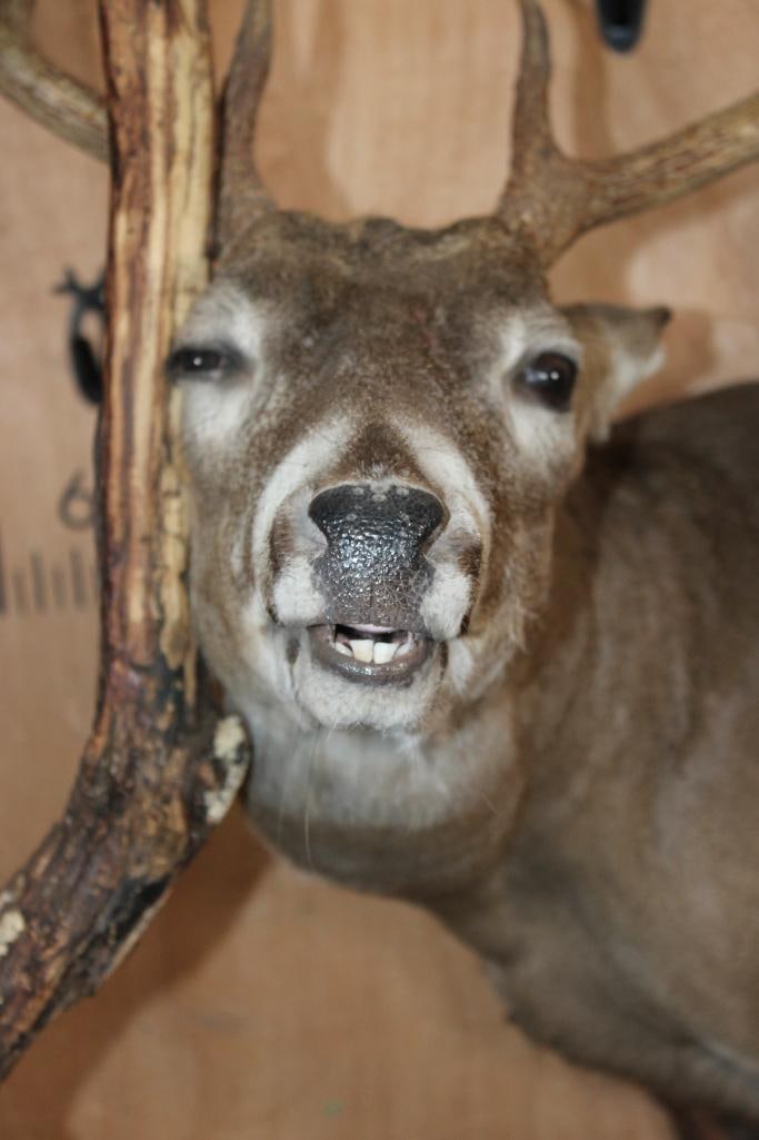Unique 9-Point WHITETAIL DEER "Buck Rub" Pedestal Mount - 7
