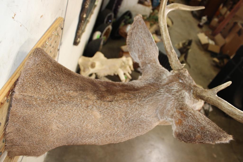 7-Point MULE DEER Shoulder Mount - 7