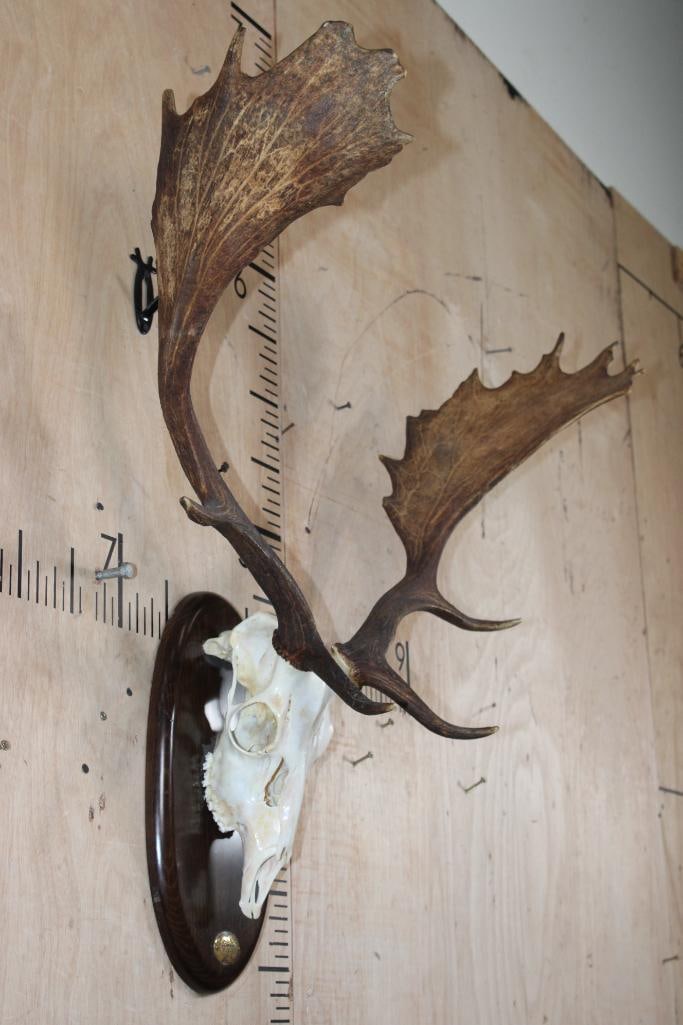 Huge 15-Point FALLOW DEER Skull on a Wood Plaque - 2