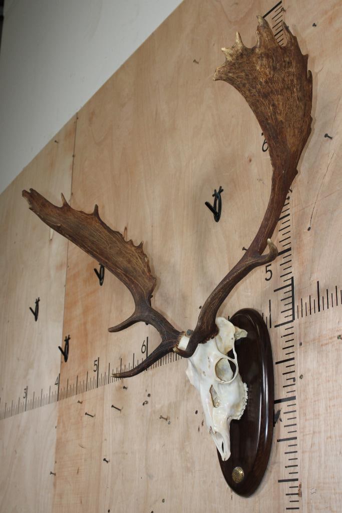 Huge 15-Point FALLOW DEER Skull on a Wood Plaque - 3