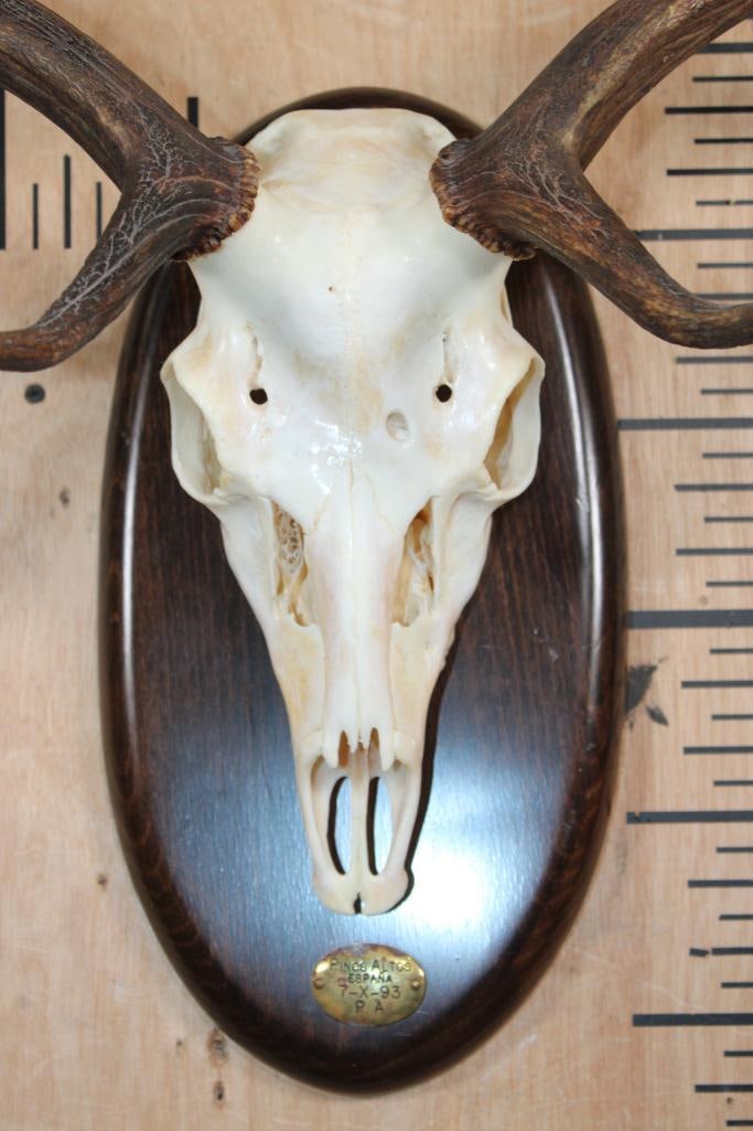Huge 15-Point FALLOW DEER Skull on a Wood Plaque - 4