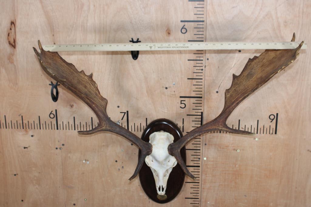 Huge 15-Point FALLOW DEER Skull on a Wood Plaque - 6
