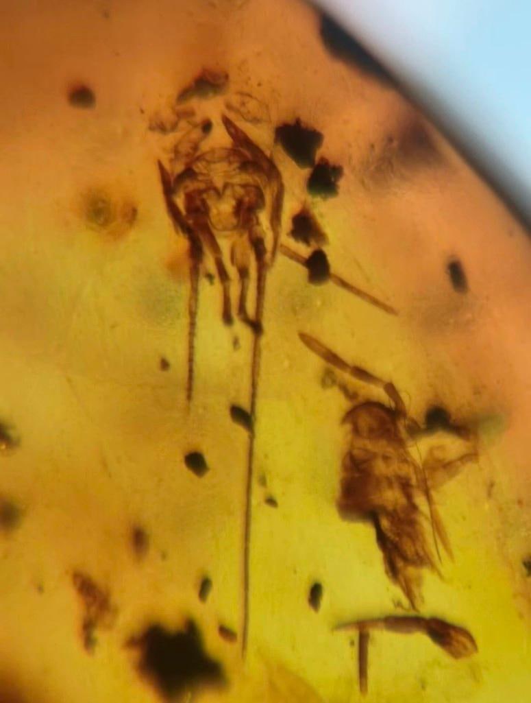 10 Pieces of Authentic Myanmar AMBER Fossil Specimens - 7