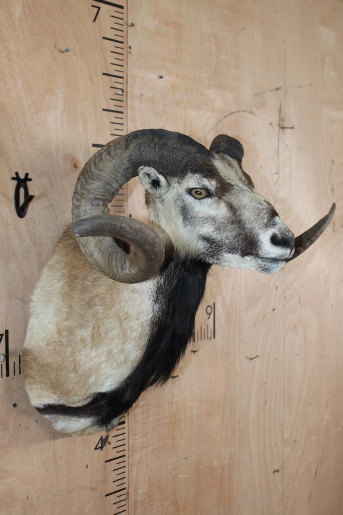 Big CORSICAN SHEEP Ram Shoulder Mount - 2