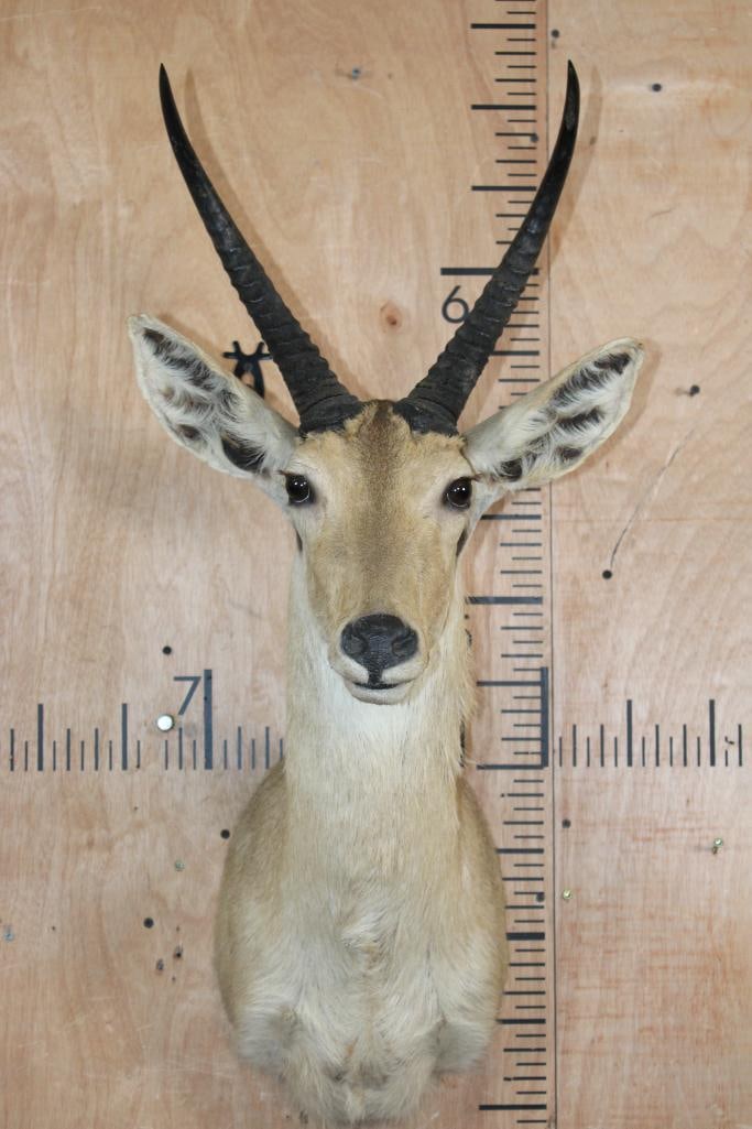 XL REEDBUCK Shoulder Mount: Nice, Clean, and Newer XL REEDBUCK Shoulder Mount. The Left Horn measures 14.25" Long and the Right Horn measures 14.5" Long. It is in Good Condition. TAXIDERMY 