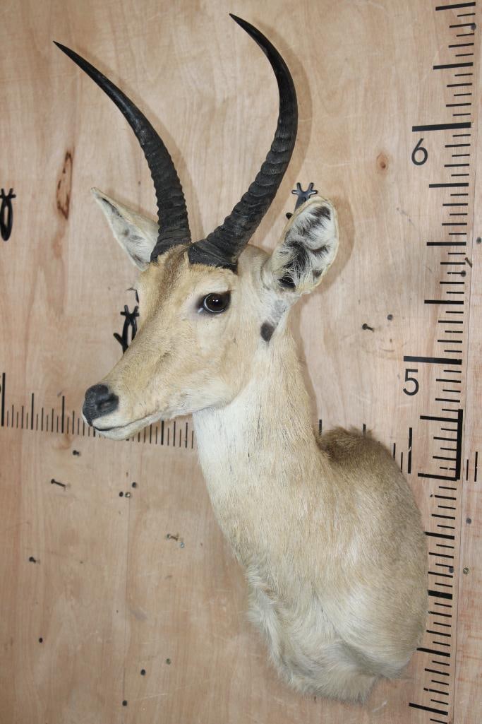 XL REEDBUCK Shoulder Mount - 2