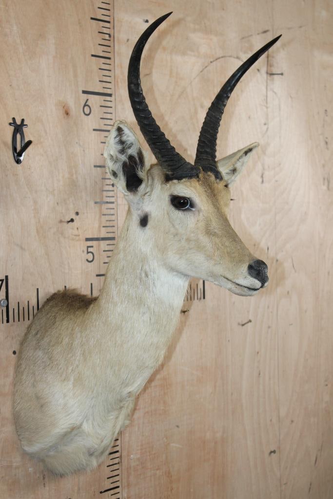 XL REEDBUCK Shoulder Mount - 3