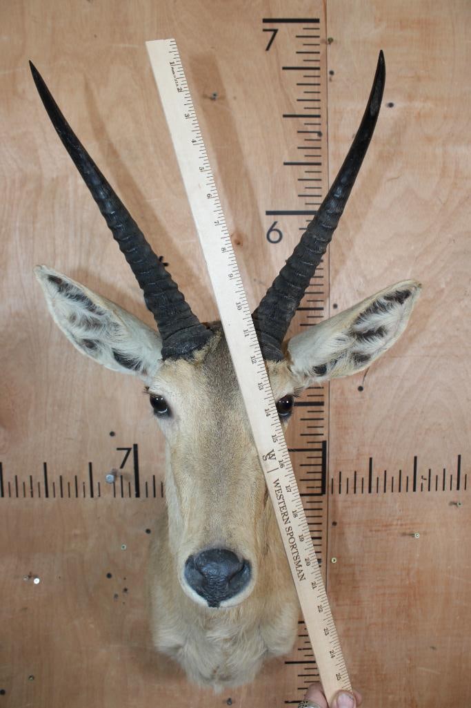 XL REEDBUCK Shoulder Mount - 4