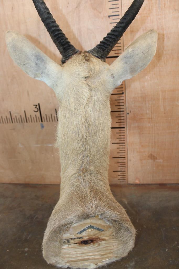 XL REEDBUCK Shoulder Mount - 5