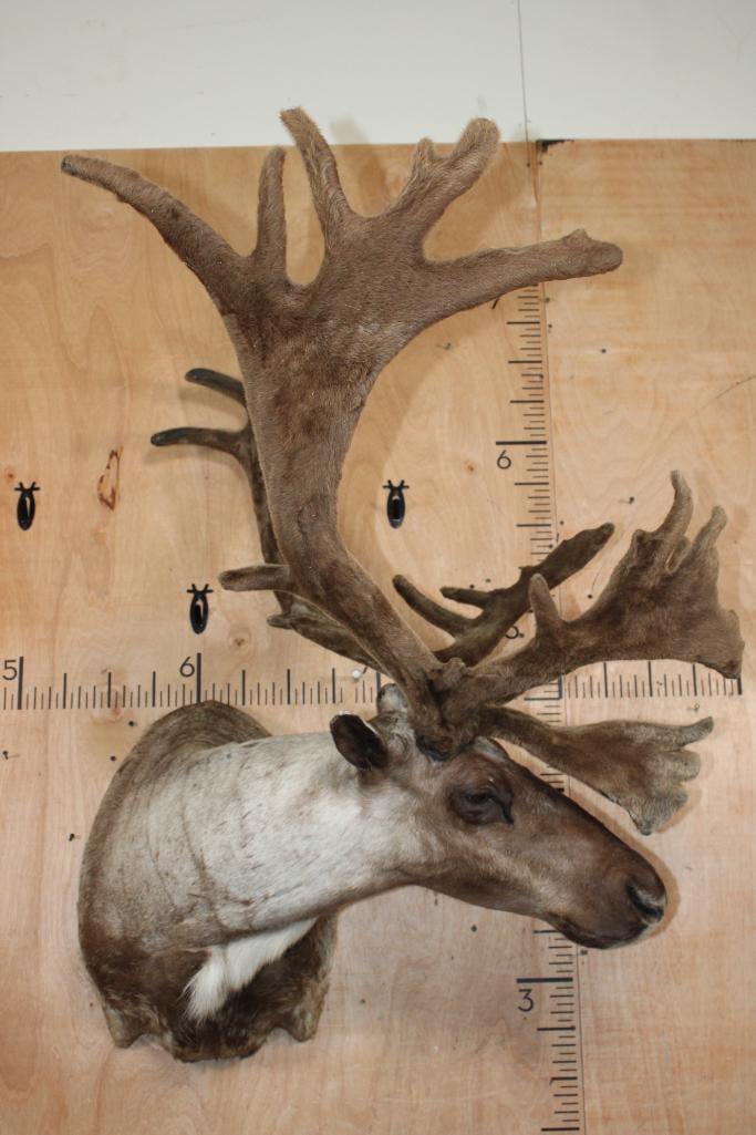 24-Point Double Shovel CARIBOU in Velvet Shoulder Mount with Removable Antlers - 2