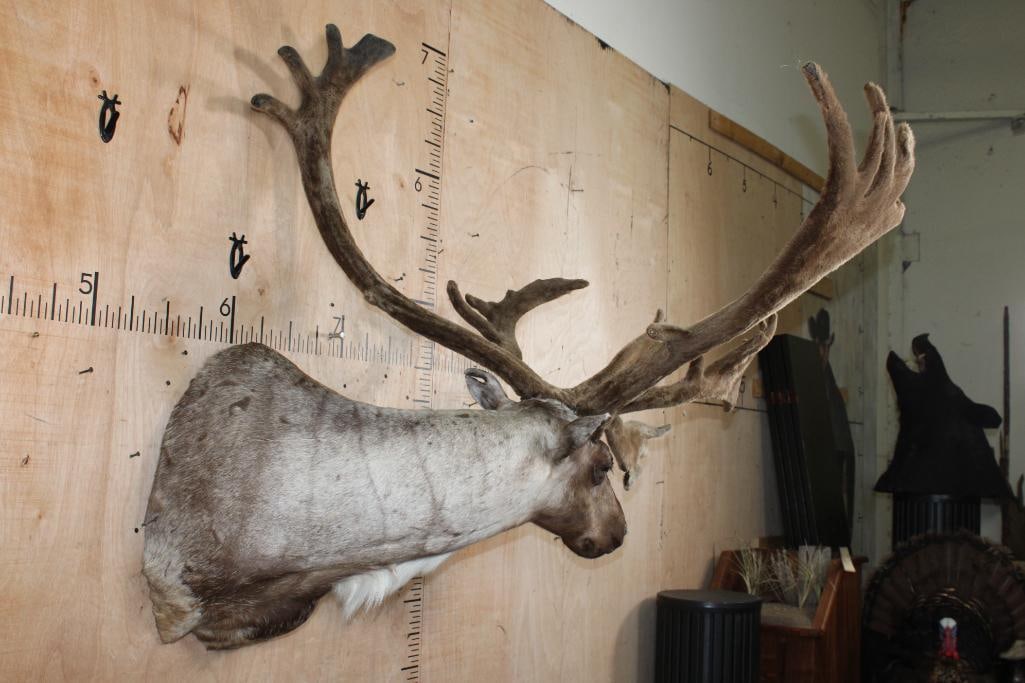 24-Point Double Shovel CARIBOU in Velvet Shoulder Mount with Removable Antlers - 3