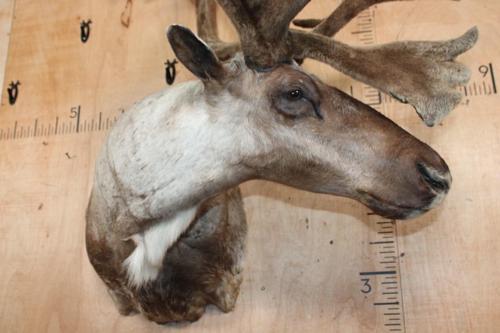 24-Point Double Shovel CARIBOU in Velvet Shoulder Mount with Removable Antlers - 5