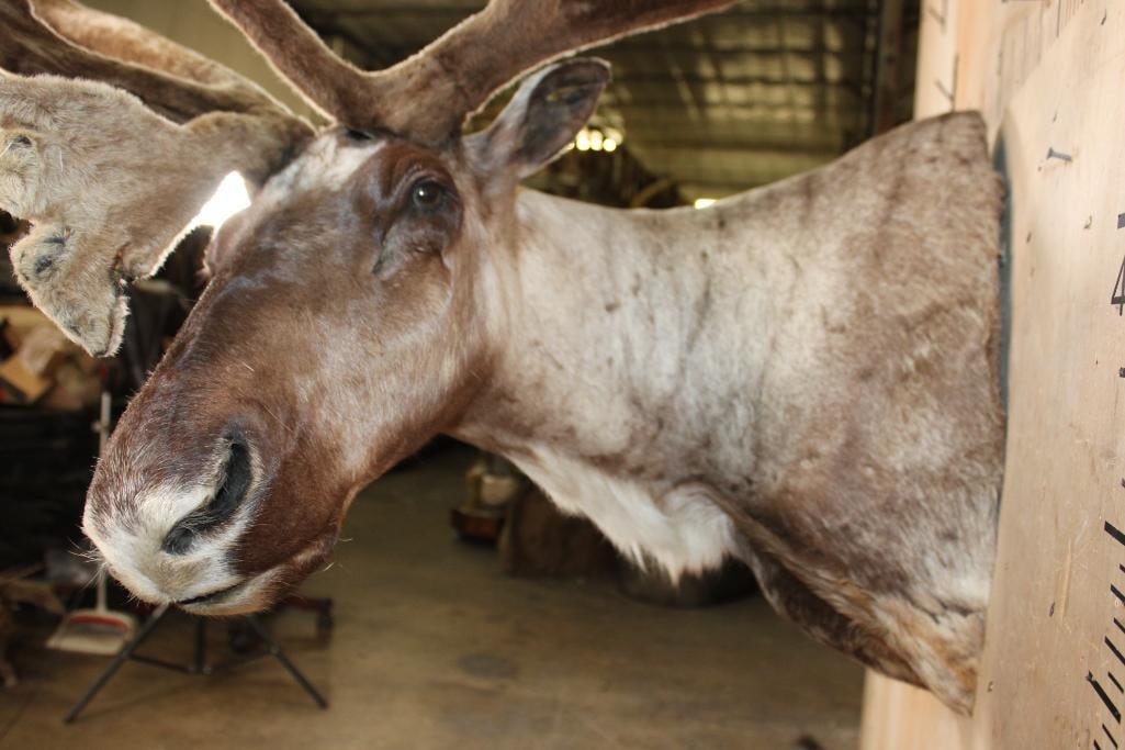 24-Point Double Shovel CARIBOU in Velvet Shoulder Mount with Removable Antlers - 6