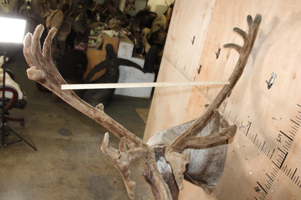 24-Point Double Shovel CARIBOU in Velvet Shoulder Mount with Removable Antlers - 7