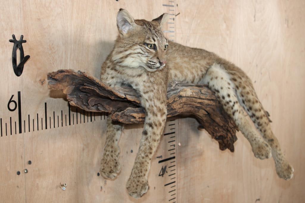 Life-sized Laying BOBCAT on a Branch Wall Hanging Base - 2