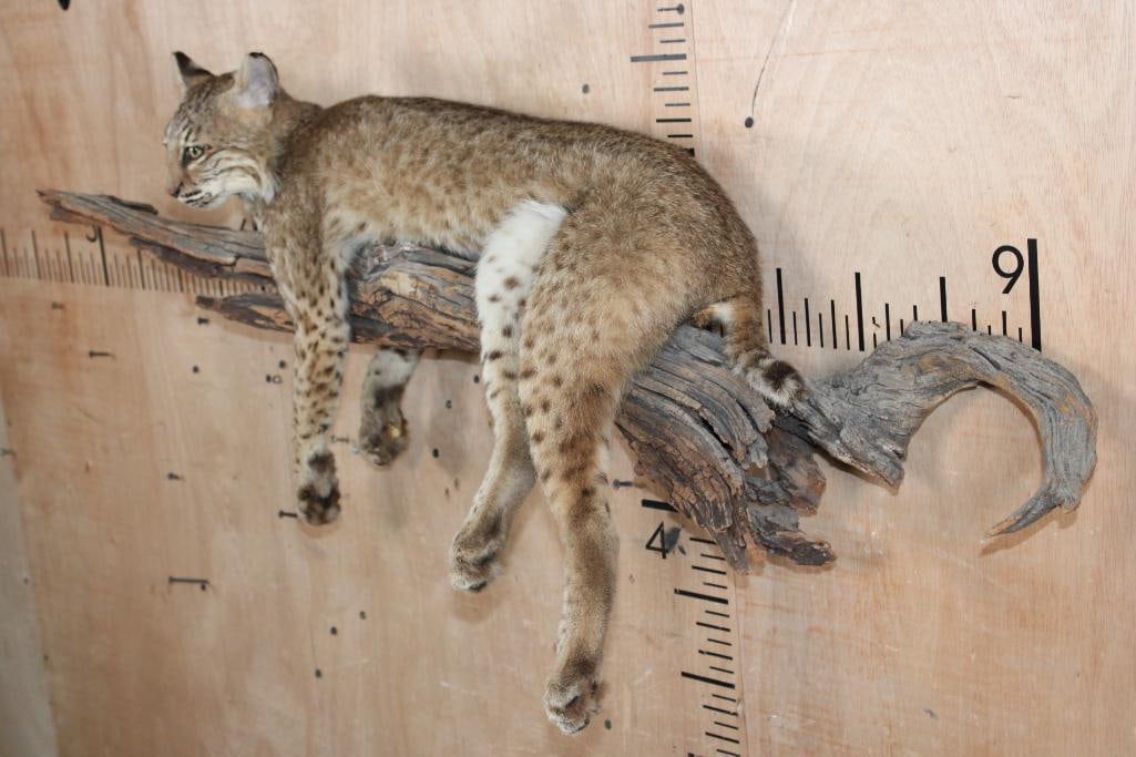 Life-sized Laying BOBCAT on a Branch Wall Hanging Base - 3