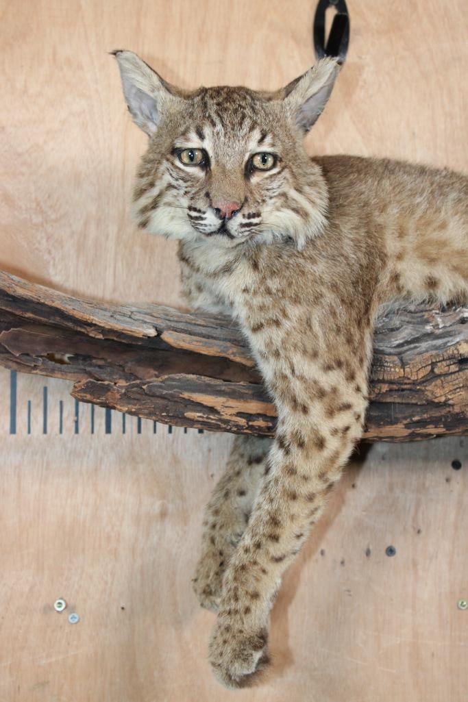 Life-sized Laying BOBCAT on a Branch Wall Hanging Base - 4