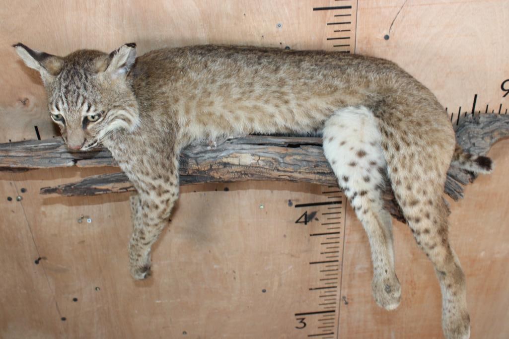 Life-sized Laying BOBCAT on a Branch Wall Hanging Base - 5