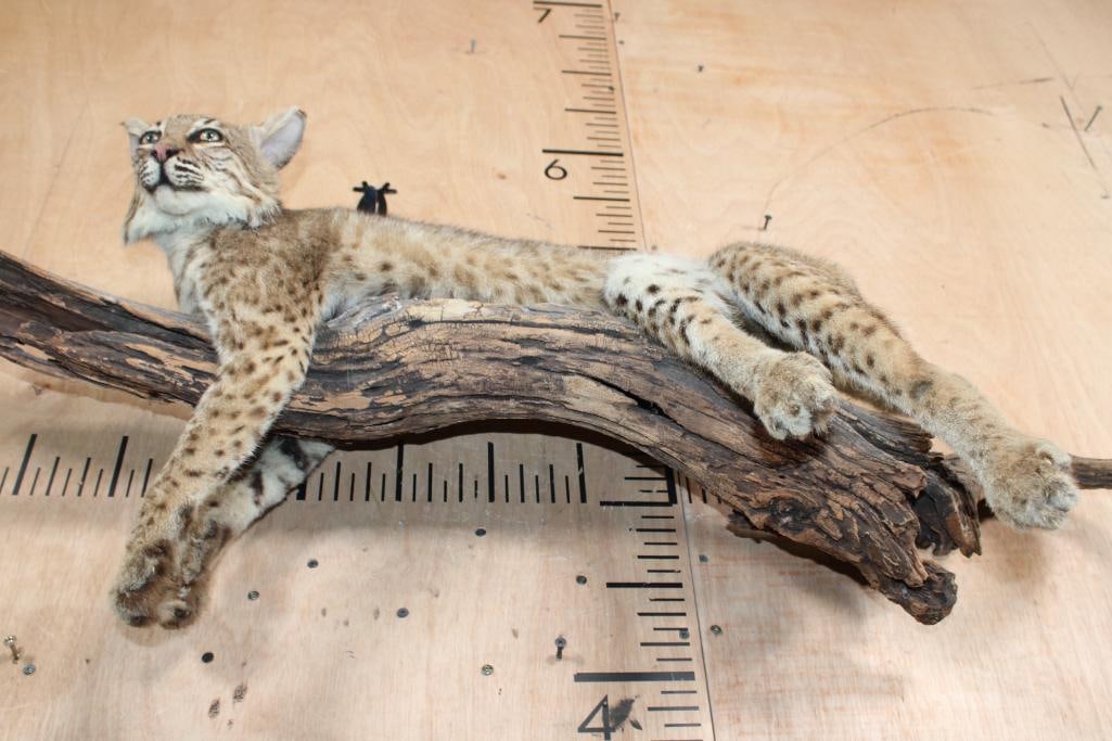 Life-sized Laying BOBCAT on a Branch Wall Hanging Base - 6