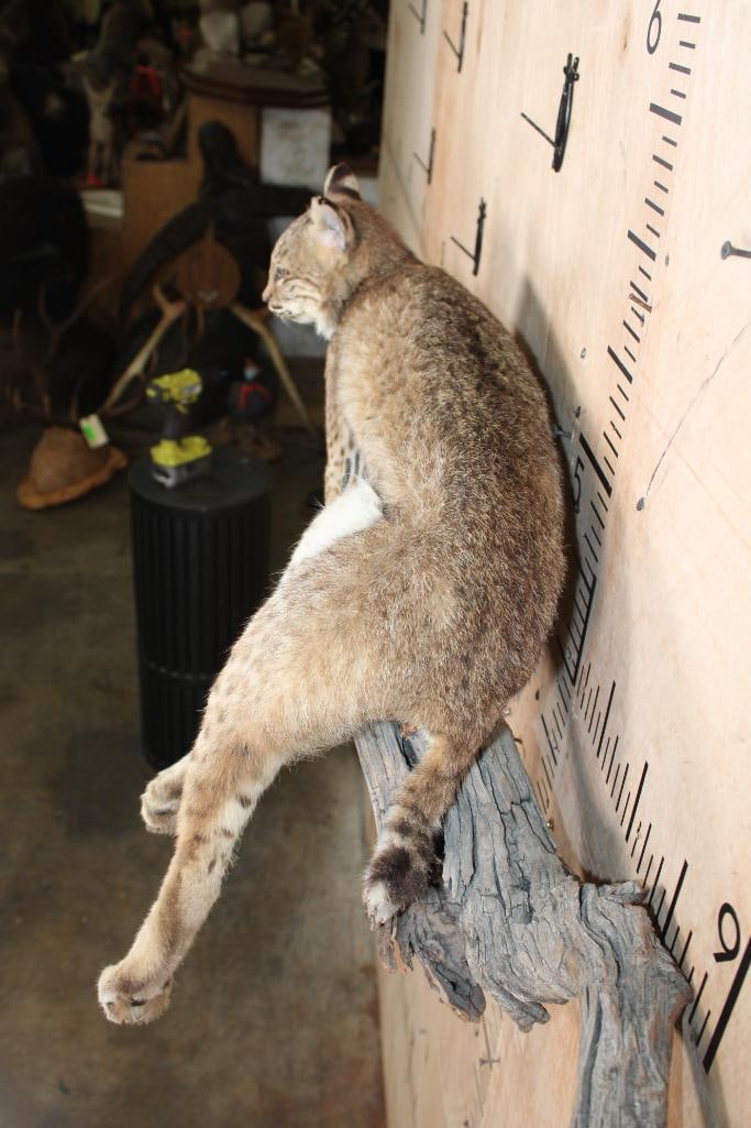 Life-sized Laying BOBCAT on a Branch Wall Hanging Base - 7