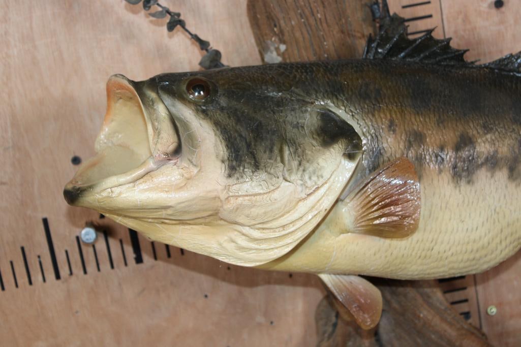 Big Reproduction BASS Mounted on Driftwood - 2