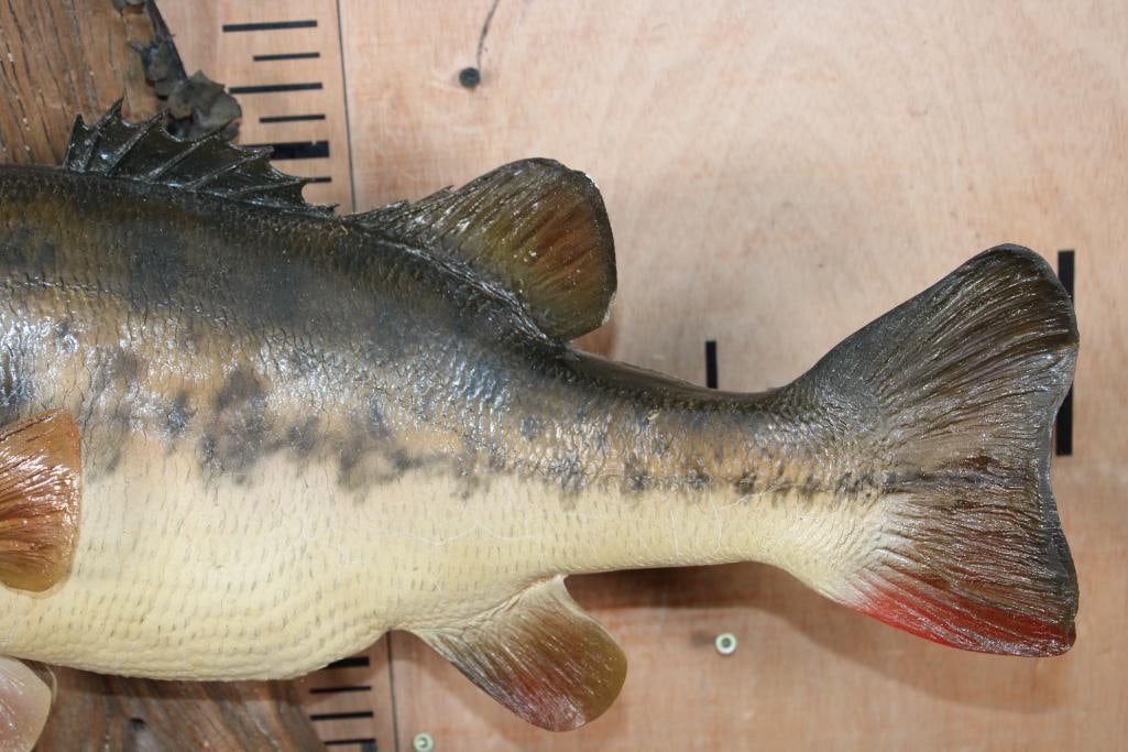 Big Reproduction BASS Mounted on Driftwood - 3