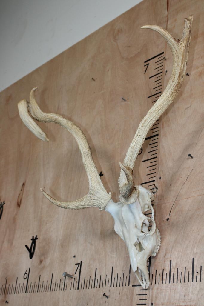 AXIS DEER Skull with a Horn Deformity - 2