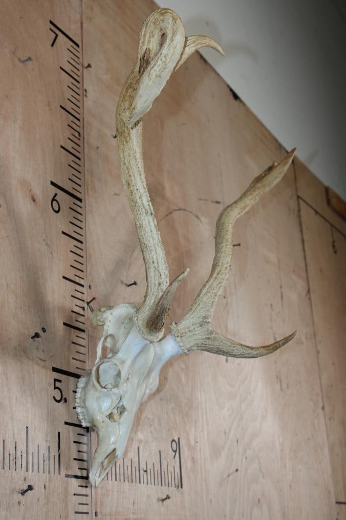 AXIS DEER Skull with a Horn Deformity - 3