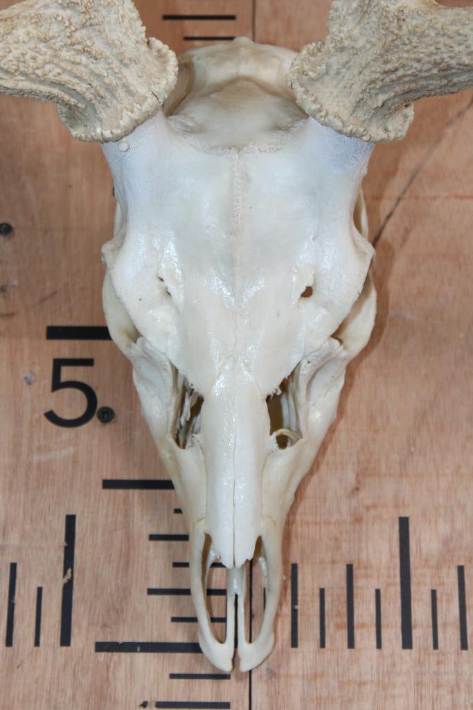AXIS DEER Skull with a Horn Deformity - 4