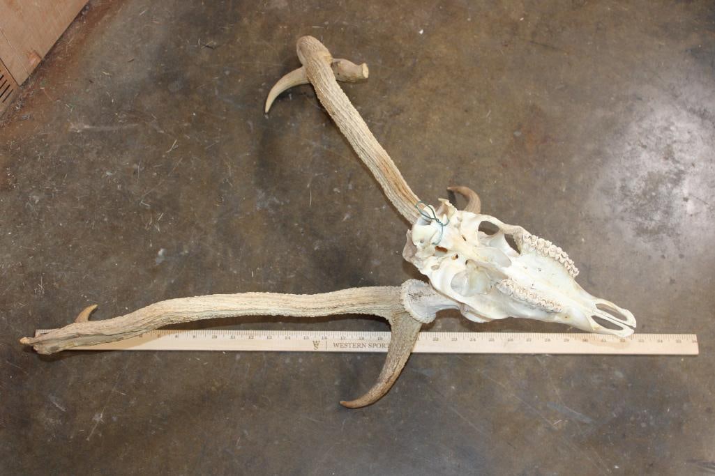 AXIS DEER Skull with a Horn Deformity - 5
