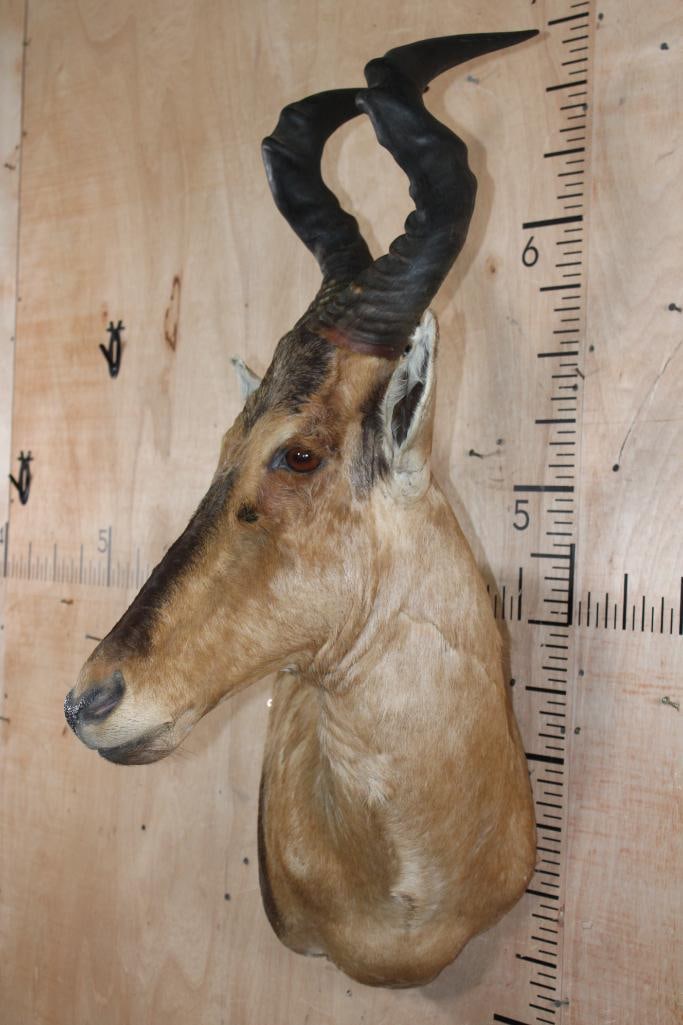 Big RED HARTEBEEST Wall Pedestal - 2