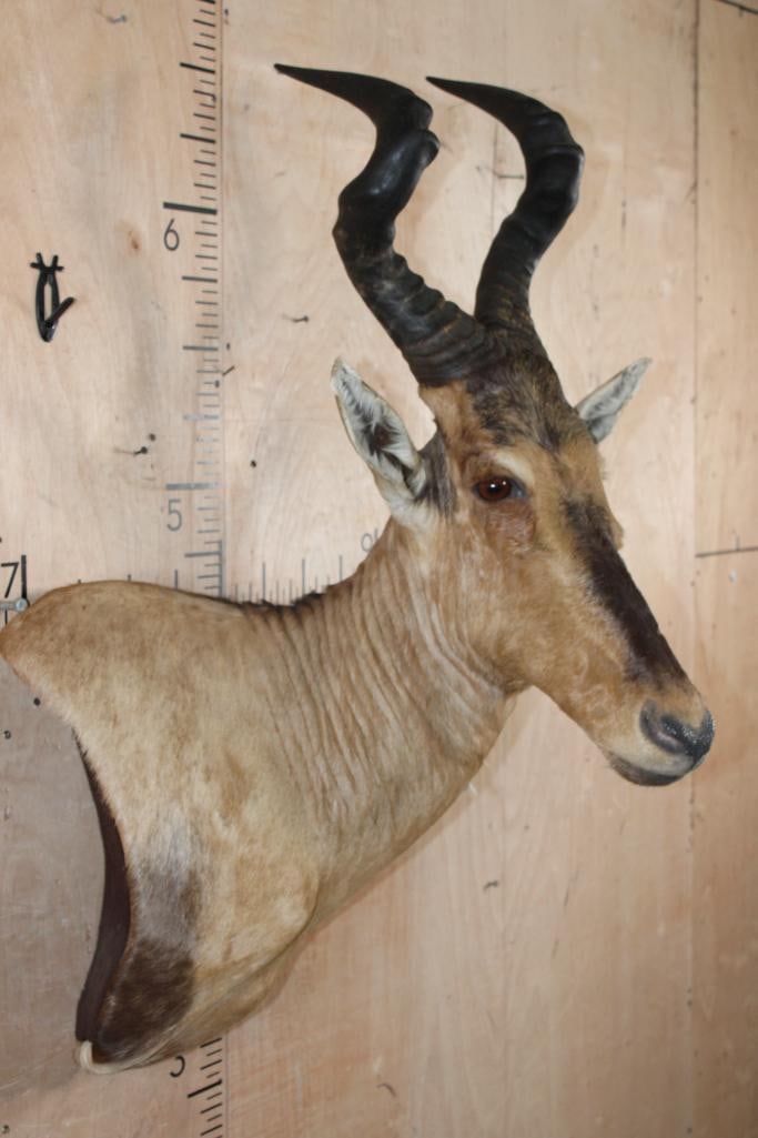 Big RED HARTEBEEST Wall Pedestal - 3