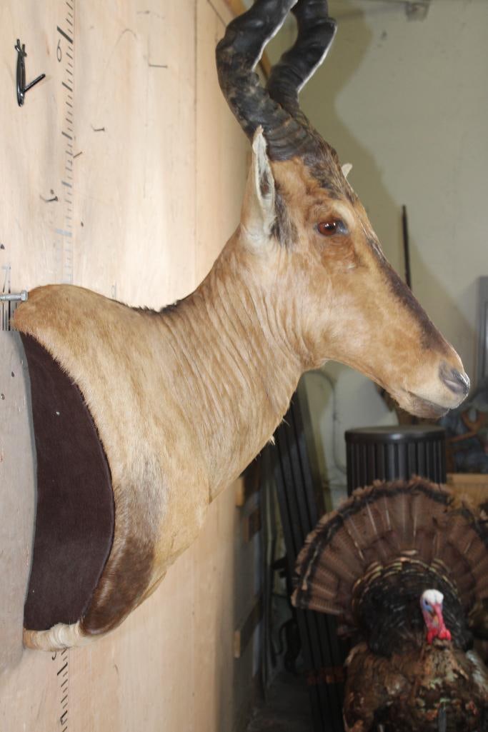 Big RED HARTEBEEST Wall Pedestal - 4