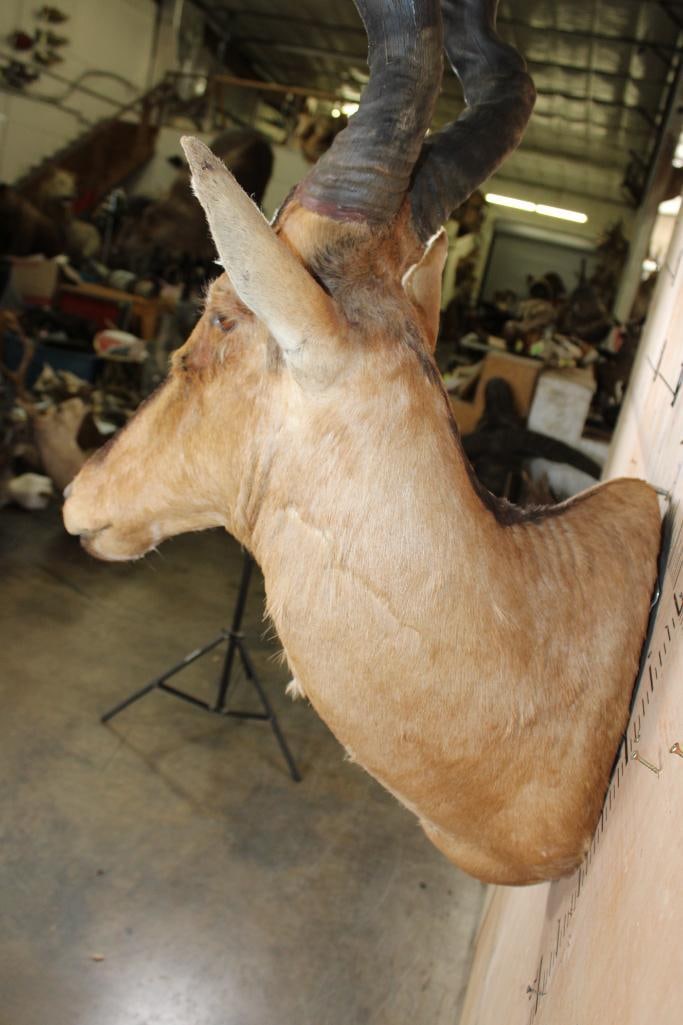 Big RED HARTEBEEST Wall Pedestal - 5