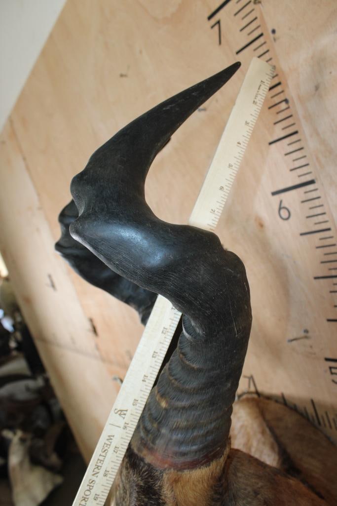 Big RED HARTEBEEST Wall Pedestal - 6