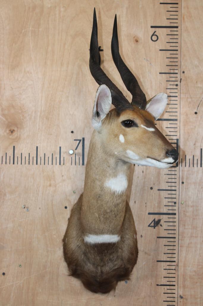 BUSHBUCK Shoulder Mount - 2