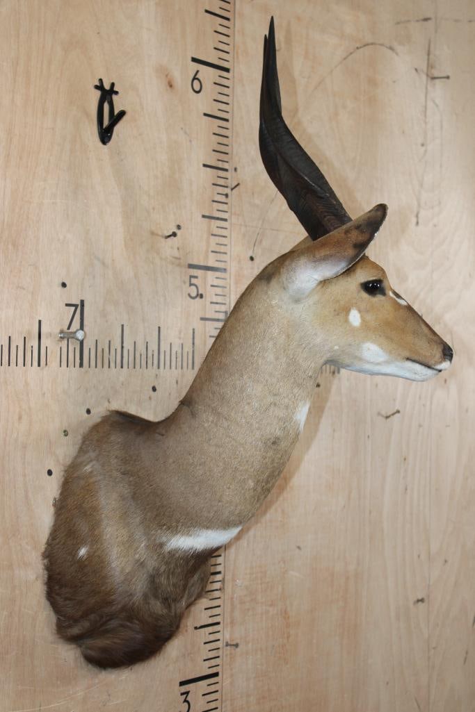 BUSHBUCK Shoulder Mount - 3