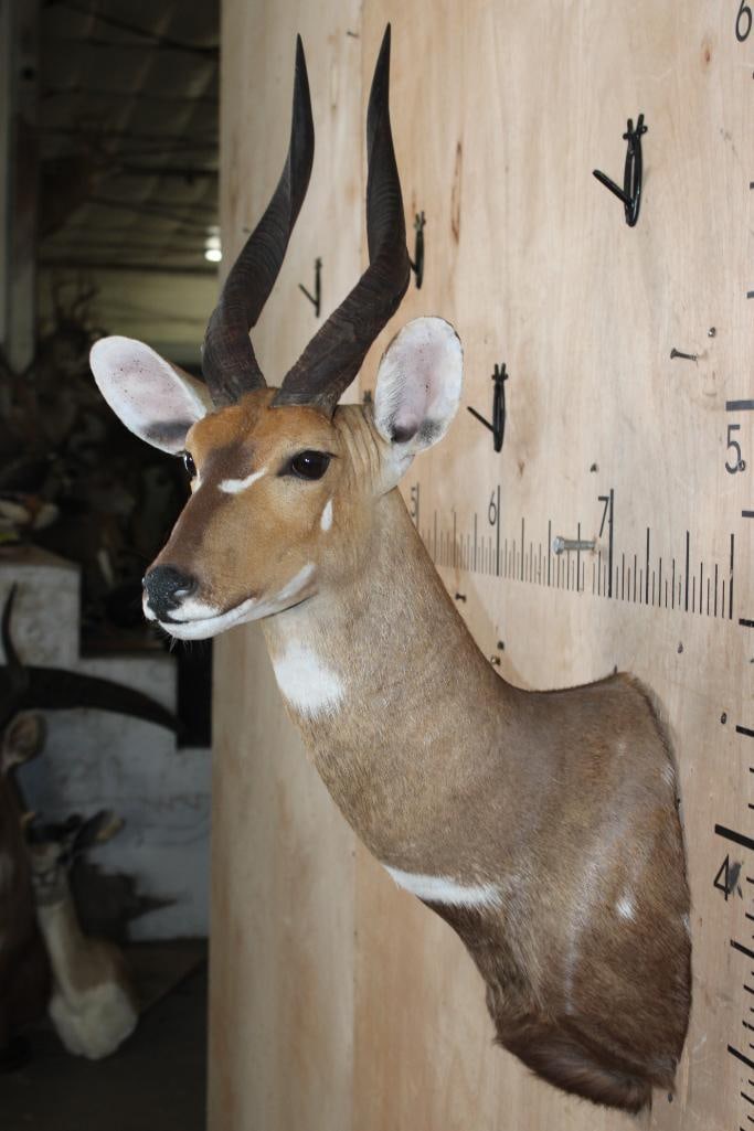 BUSHBUCK Shoulder Mount - 4
