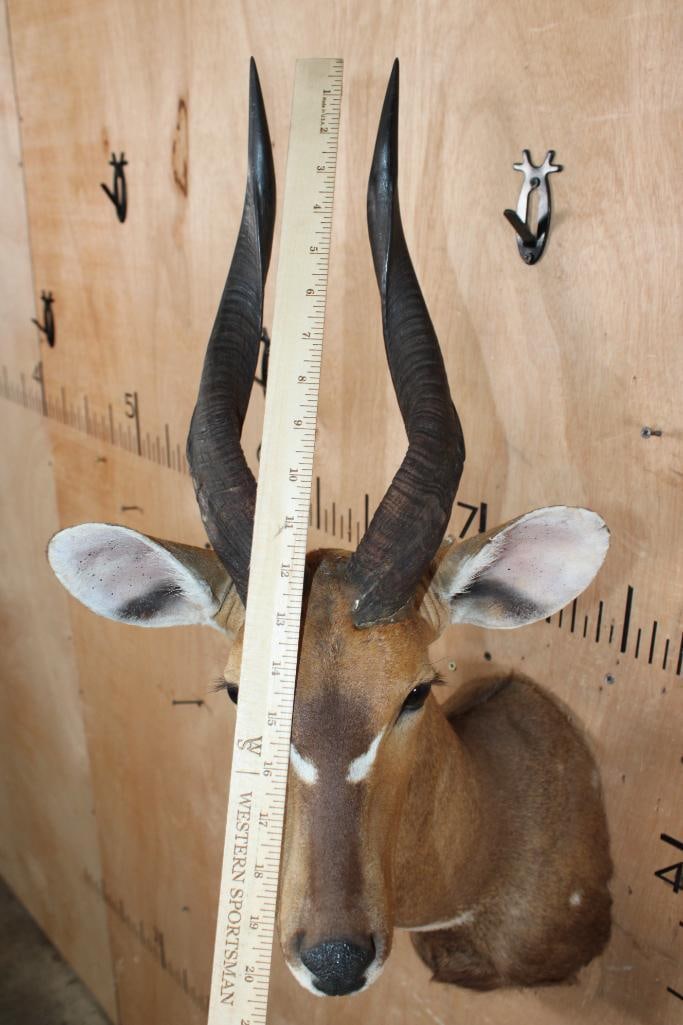 BUSHBUCK Shoulder Mount - 5