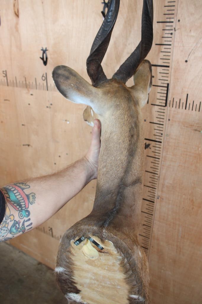BUSHBUCK Shoulder Mount - 6