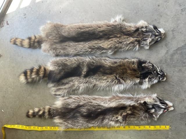 (3) *New* Soft and Tanned RACCOON Hides or COON Furs - 2