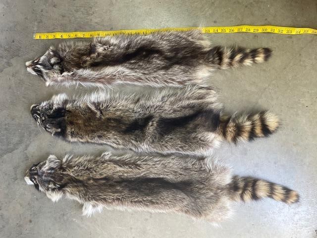 (3) *New* Soft and Tanned RACCOON Hides or COON Furs - 3