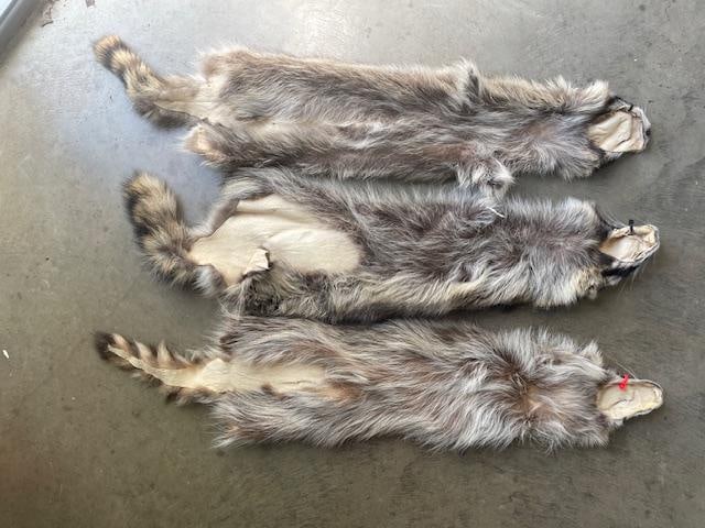 (3) *New* Soft and Tanned RACCOON Hides or COON Furs - 4