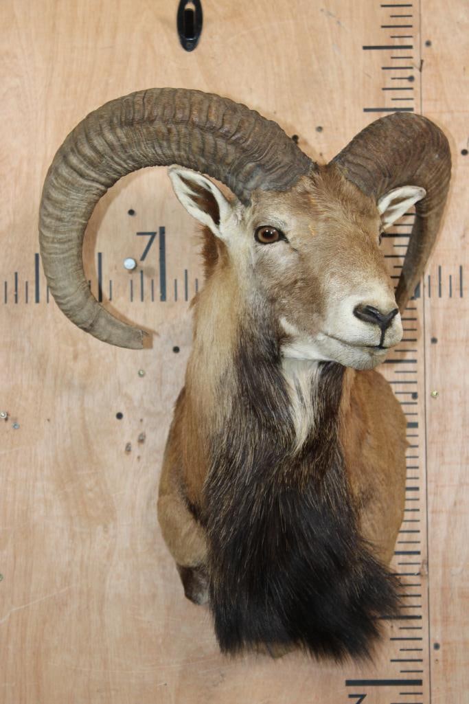 MOUFLON Shoulder Mount - 2