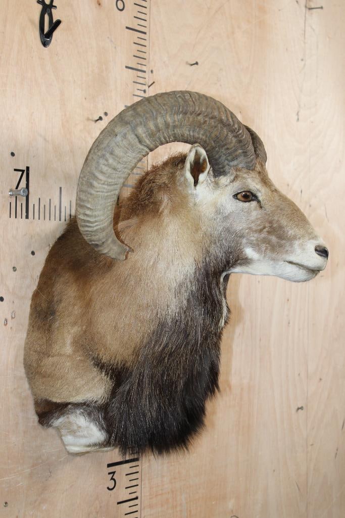 MOUFLON Shoulder Mount - 3