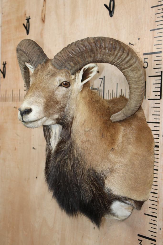 MOUFLON Shoulder Mount - 4